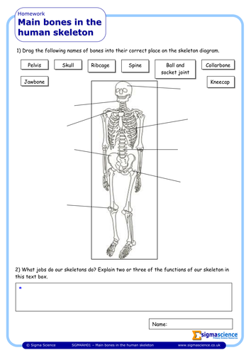 SGM4AH01 - Main Bones In The Human Skeleton | Teaching Resources