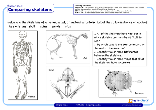 3rd animal worksheets grade Teaching Skeletons SGM4AS01 SigmaScience by Comparing