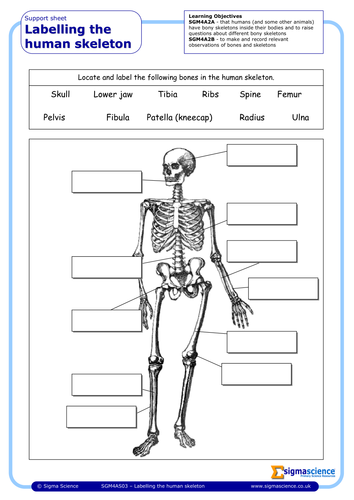 Sgm4as03 Labelling The Human Skeleton Teaching Resources