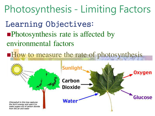 Photosynthesis - Limiting Factors
