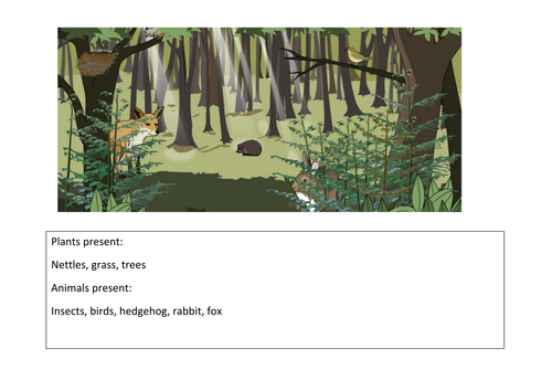 Woodland Ecosystem sheet HT