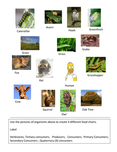 Building food chains HT