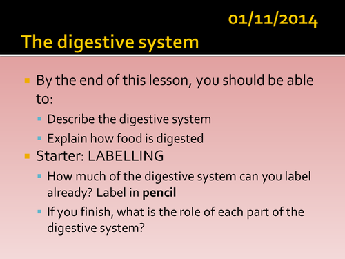 B3 L4 Digestive system ppt HT