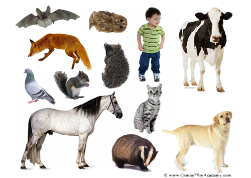 night and day animals sorting (nocturnal) by Ibuzzybea - Teaching