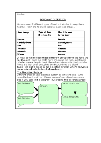 Food and digestion worksheet HT