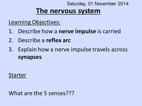 Nervous system & reflexes HT