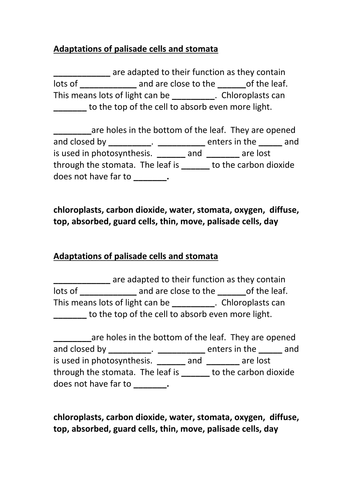 Palisade Cells and stomata adaptations HT