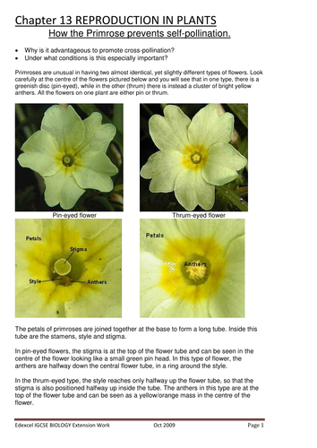 cross-pollination, primrose, iGCSE Biology Edexcel