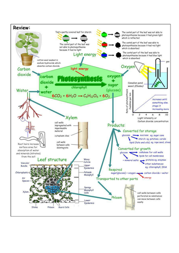 AQA B2 Photosynthesis summary