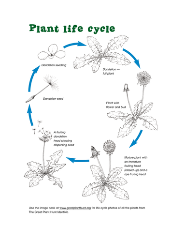 Life Cycle of a Plant