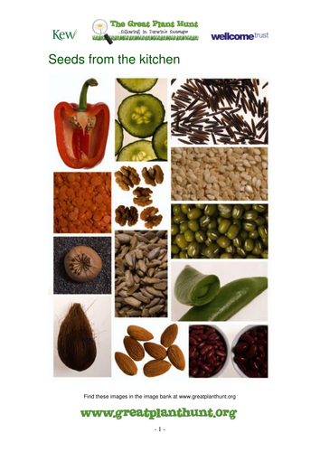 Seeds from the Kitchen