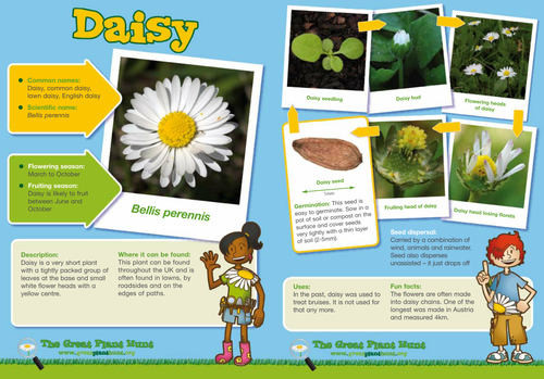 Daisy Identikit