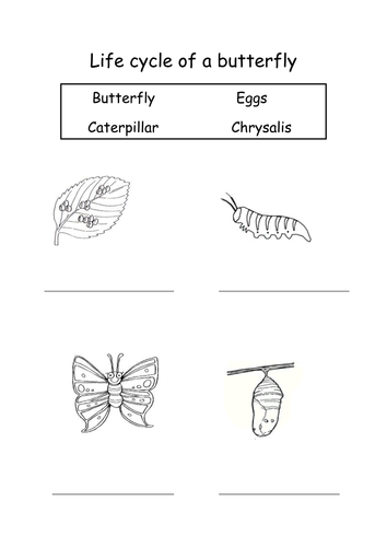 Life Cycle of a butterfly by sophiawg - Teaching Resources - Tes