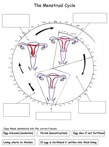 Reproduction: The Menstrual Cycle Worksheets by Teach 