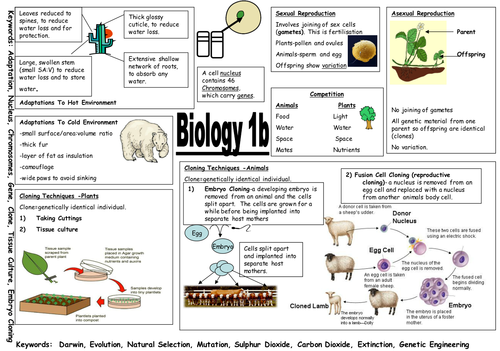 41 Biology B1 Gcse Revision Aqa Gcse 9 1 Biology B3 Revision Sheets Differentiated Teaching 2852