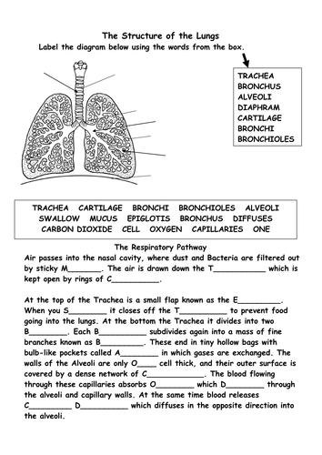 Printables Respiratory System Worksheet structure of the respiratory system by bs99amb teaching resources tes