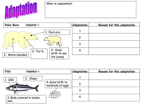 Adaptation Worksheet Polar Bear Fish And Cactus Teaching Resources