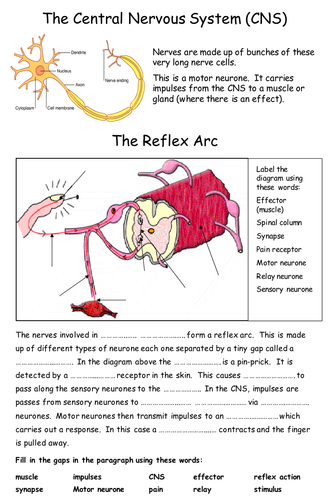 The Reflex Arc Teaching Resources