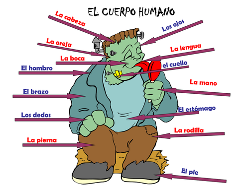 El cuerpo humano