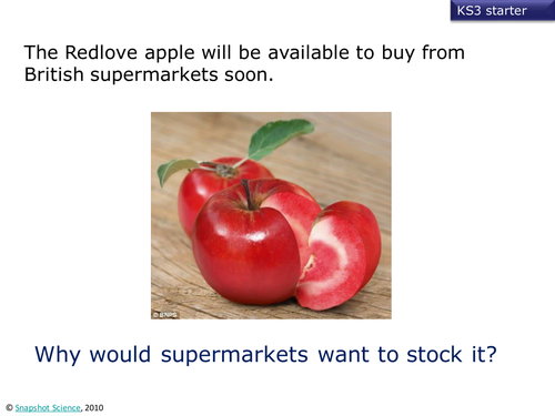 Selective breeding to produce a red-fleshed apple