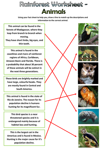 Rainforest Animals Pack Teaching Resources