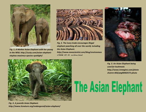 Asian Elephant Facts Resource