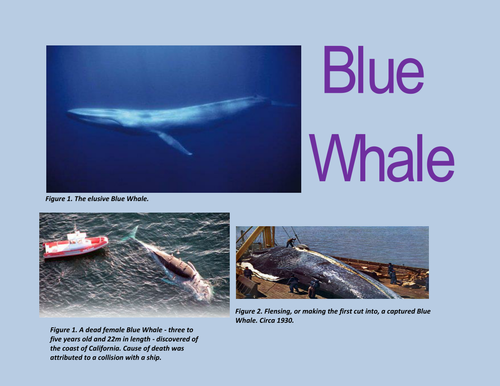 Blue Whale Fun Facts By Edbentham Teaching Resources Tes