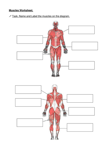 Muscles Name The Muscle Teaching Resources