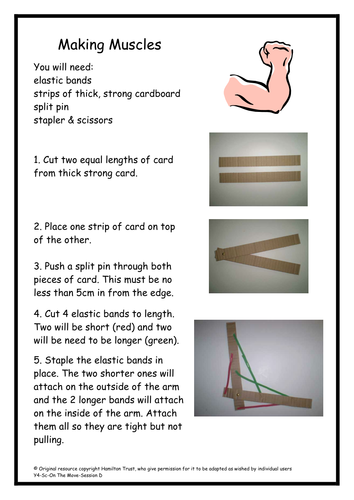 Ks3 skeleton and muscles worksheet pdf picture