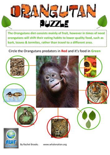 Orangutan diet activity including solution