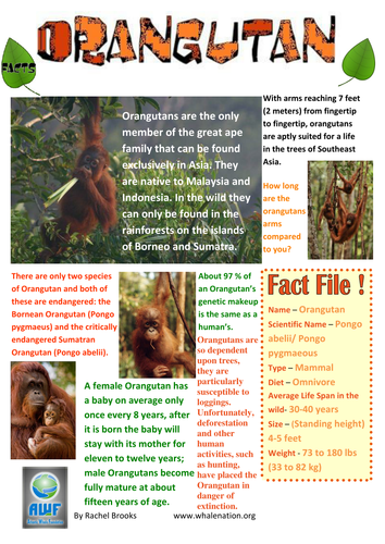 worksheet babies animal Sheet Orangutan   Resources  Fact by Teaching  edBentham Tes