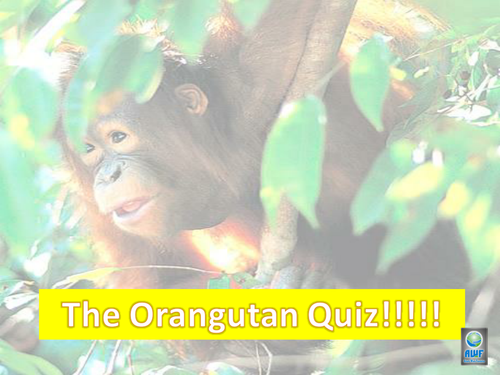 Orangutan Powerpoint- True or False