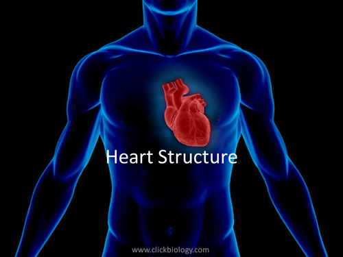 AS Heart structure worksheets, presentation, quiz