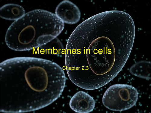 Presentation on structure of the plasma membrane