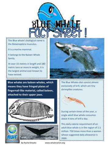 Blue Whale Fact Sheet by edBentham | Teaching Resources