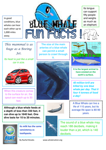 Blue Whale Fun Facts