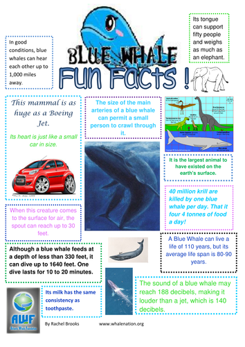 Blue Whale Fun Facts | Teaching Resources