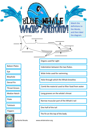 Blue Whale anatomy match up activity