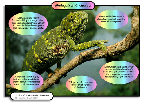 Madagascan Chameleon