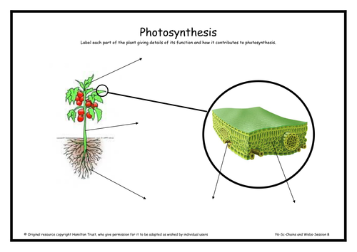 Photosynthesis | Teaching Resources