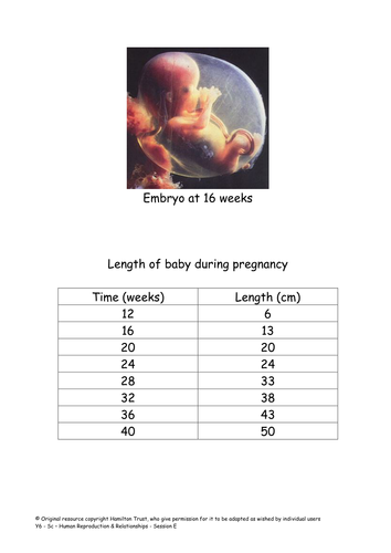 Pregnancy | Teaching Resources