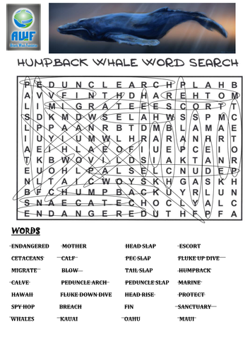 Humpback Whale Wordsearch - includes solution