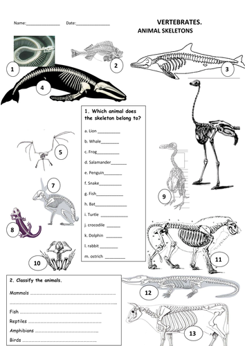 pdf animal adaptations worksheet SKELETONS MAYTECHUNA Resources Tes ANIMALS Teaching by pdf animal adaptations worksheet SKELETONS MAYTECHUNA Resources Tes ANIMALS Teaching by