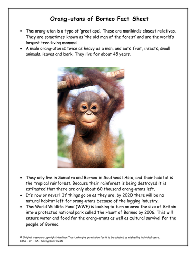 Endangered orang-utans (1)