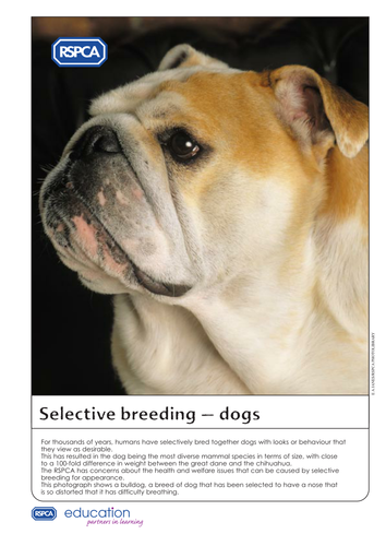 selective breeding newspaper template