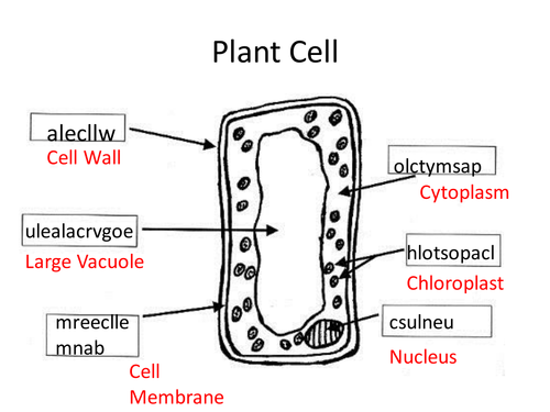 Quick Plant Cell Starter Teaching Resources