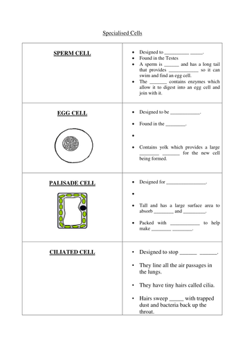 Specialised cells worksheet | Teaching Resources