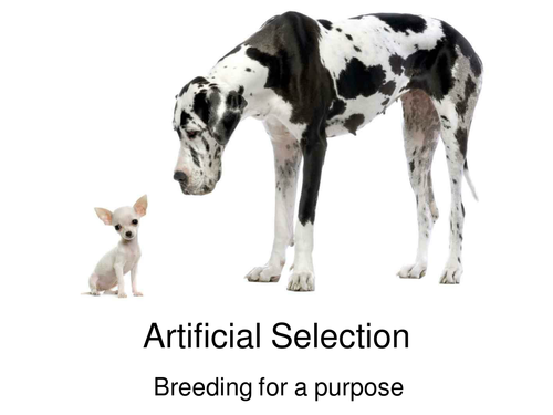 Selective Breeding/ Artificial selection