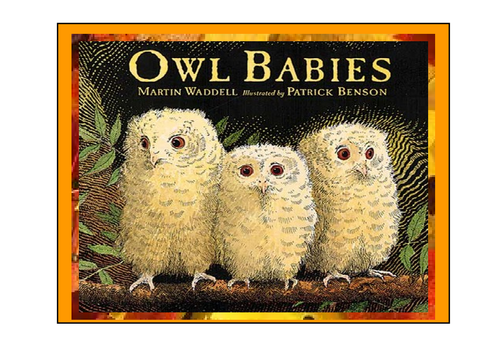 Image result for owl babies