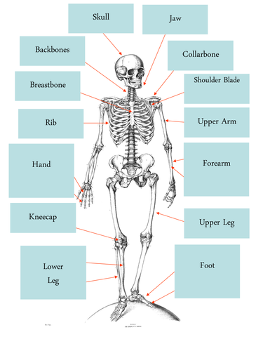 Human Bones Common and scientific names | Teaching Resources